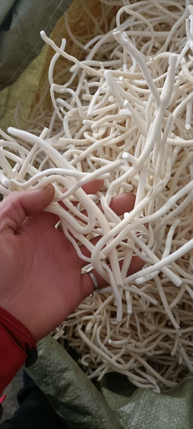 小通草