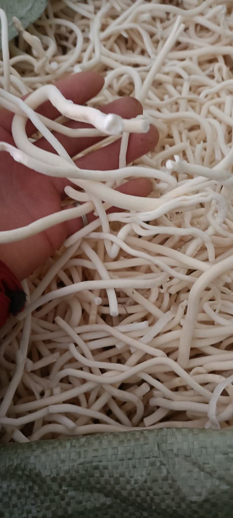 小通草