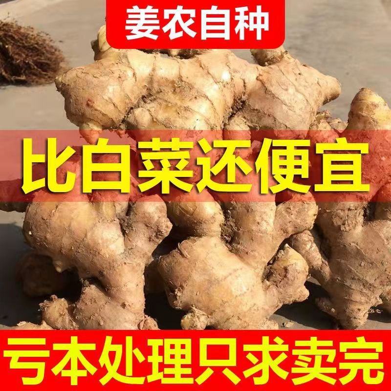 河南生姜，大黄姜批发基地生姜产地直供供应大量批发基地，