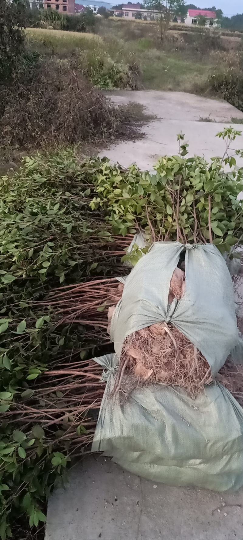 油茶树苗【二年小杯苗】湘林系列嫁接高产油茶苗