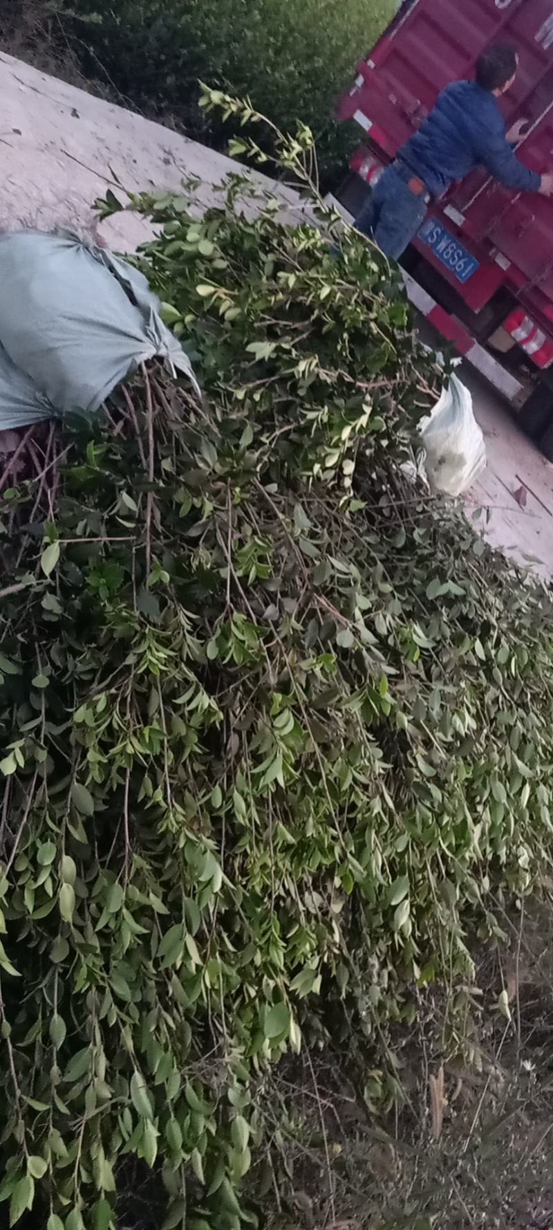 油茶树苗【二年小杯苗】湘林系列嫁接高产油茶苗
