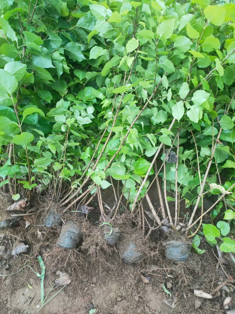 紫丁香杯苗大田苗黄土栽培曲阳县龙泉山苗圃场主营