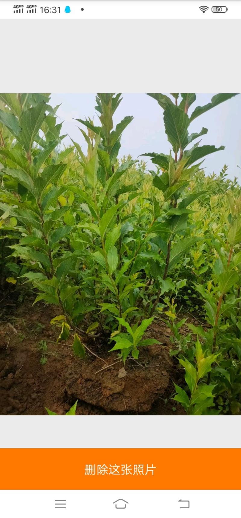 紫丁香杯苗大田苗黄土栽培曲阳县龙泉山苗圃场主营