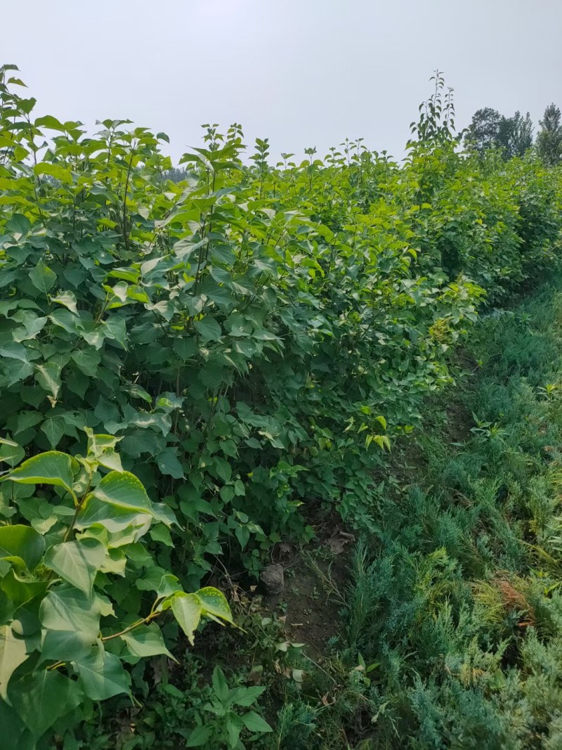 紫丁香杯苗大田苗黄土栽培曲阳县龙泉山苗圃场主营