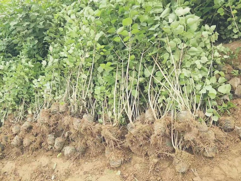 紫丁香杯苗大田苗黄土栽培曲阳县龙泉山苗圃场主营