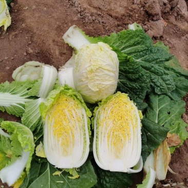 大娃娃菜