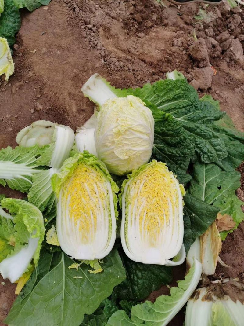 大娃娃菜