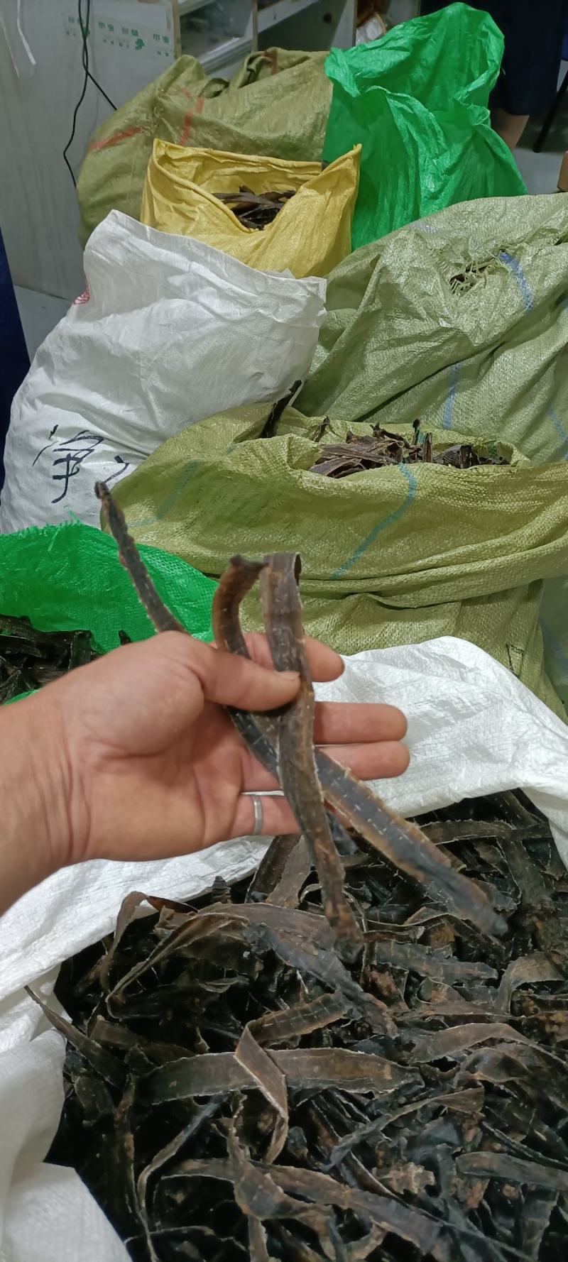 地龙！透山龙！蚯蚓