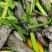 黑芝麻豆干不添加防腐剂冷藏保质期30天口感好