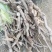 乌药，新鲜无泥大量有货、需要的朋友可以联系我
