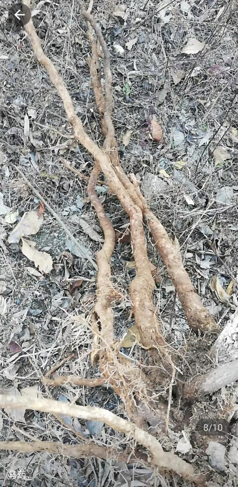 乌药，新鲜无泥大量有货、需要的朋友可以联系我