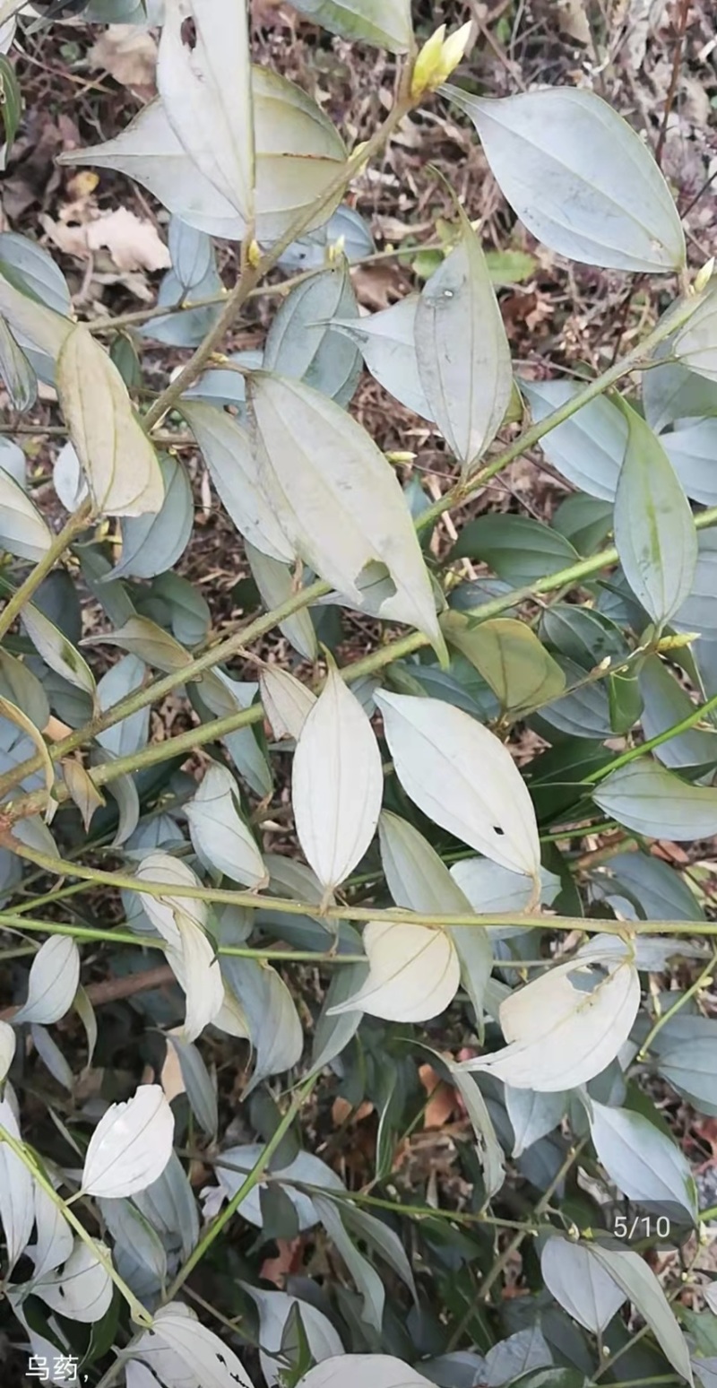 乌药，新鲜无泥大量有货、需要的朋友可以联系我