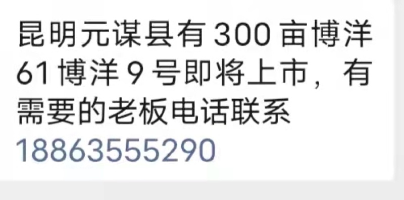 甜瓜