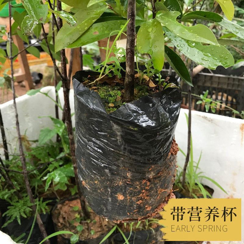 山竹苗泰国无籽山竹树苗岭南山竹苗基地直供成活率高