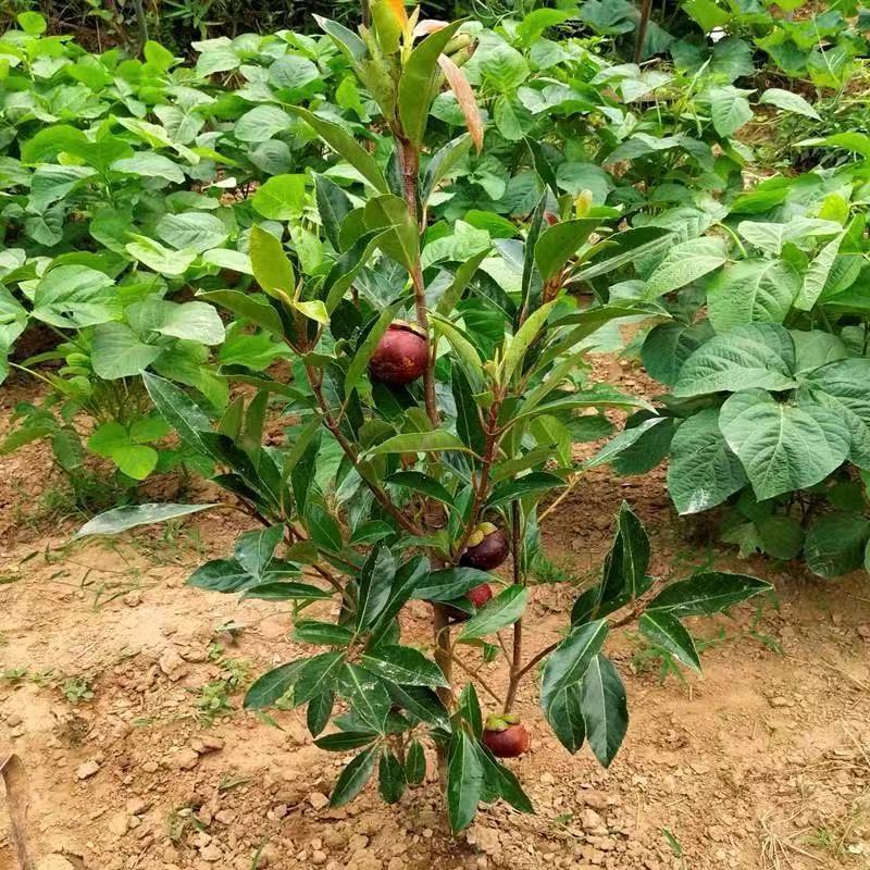 山竹苗泰国无籽山竹树苗岭南山竹苗基地直供成活率高
