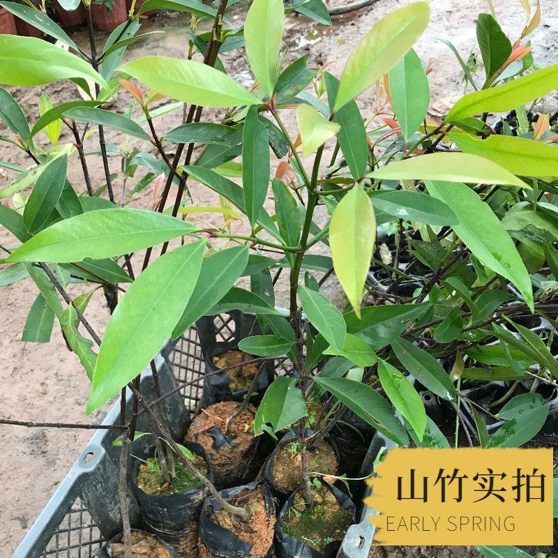 山竹苗泰国无籽山竹树苗岭南山竹苗基地直供成活率高