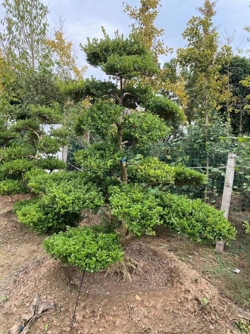 黄杨老桩造型盆景价格瓜子黄杨树桩女贞各异一物一拍盆景