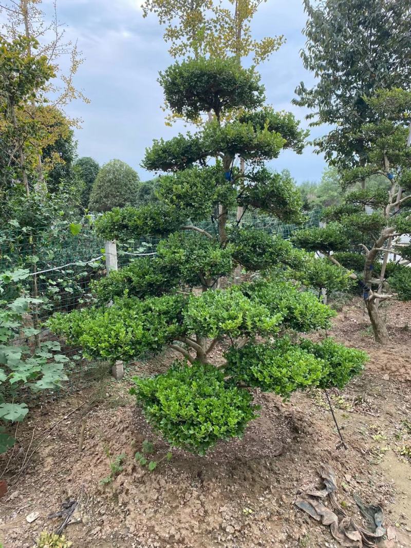 黄杨老桩造型盆景价格瓜子黄杨树桩女贞各异一物一拍盆景