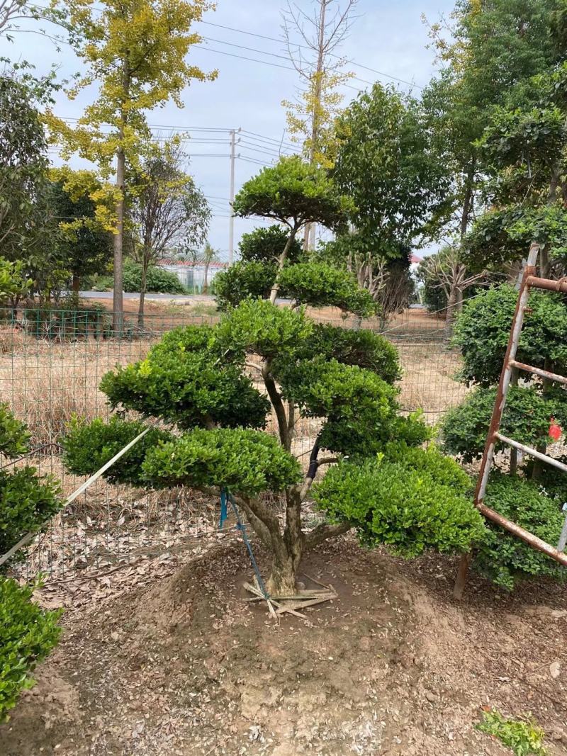 黄杨老桩造型盆景价格瓜子黄杨树桩女贞各异一物一拍盆景