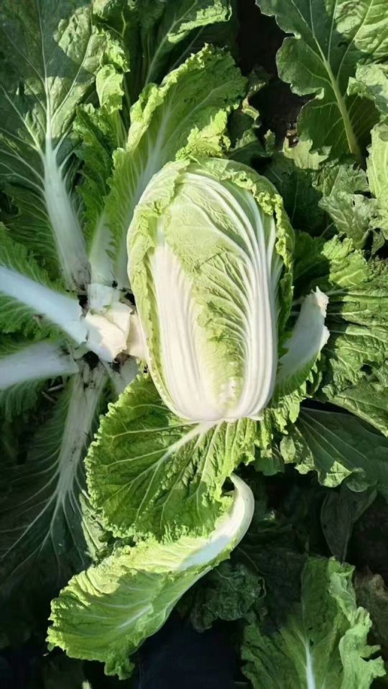 商丘市精品黄心菜，翠龙秋晓，青杂三号，87-114白菜