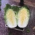 商丘市精品黄心菜，翠龙秋晓，青杂三号，87-114白菜