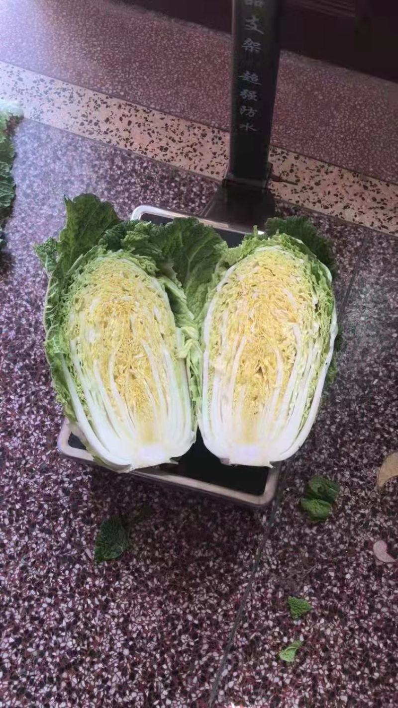 商丘市精品黄心菜，翠龙秋晓，青杂三号，87-114白菜