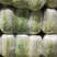 商丘市精品黄心菜，翠龙秋晓，青杂三号，87-114白菜