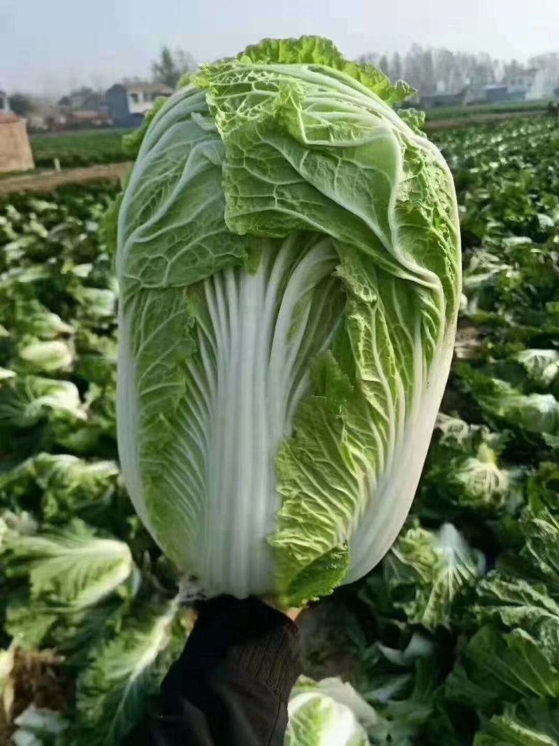商丘市精品黄心菜，翠龙秋晓，青杂三号，87-114白菜