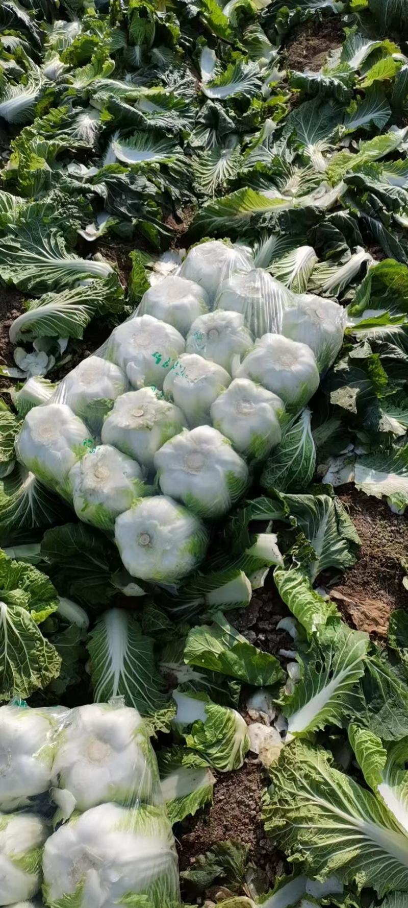 商丘市精品黄心菜，翠龙秋晓，青杂三号，87-114白菜