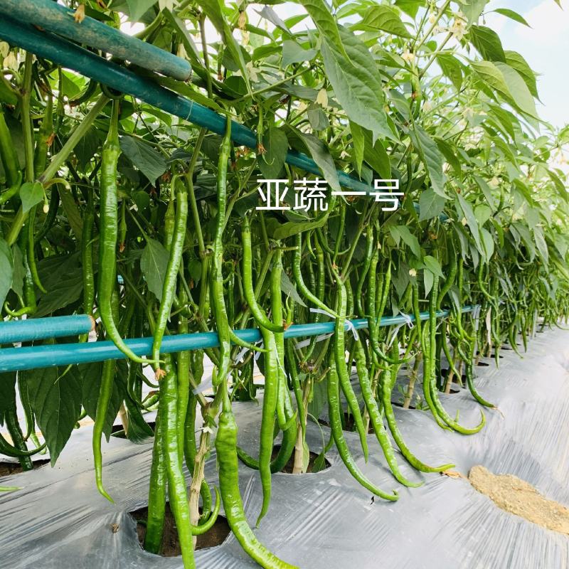 春夏秋种广州亚蔬一号长线椒种子特长耐高温高湿早熟辣味香浓