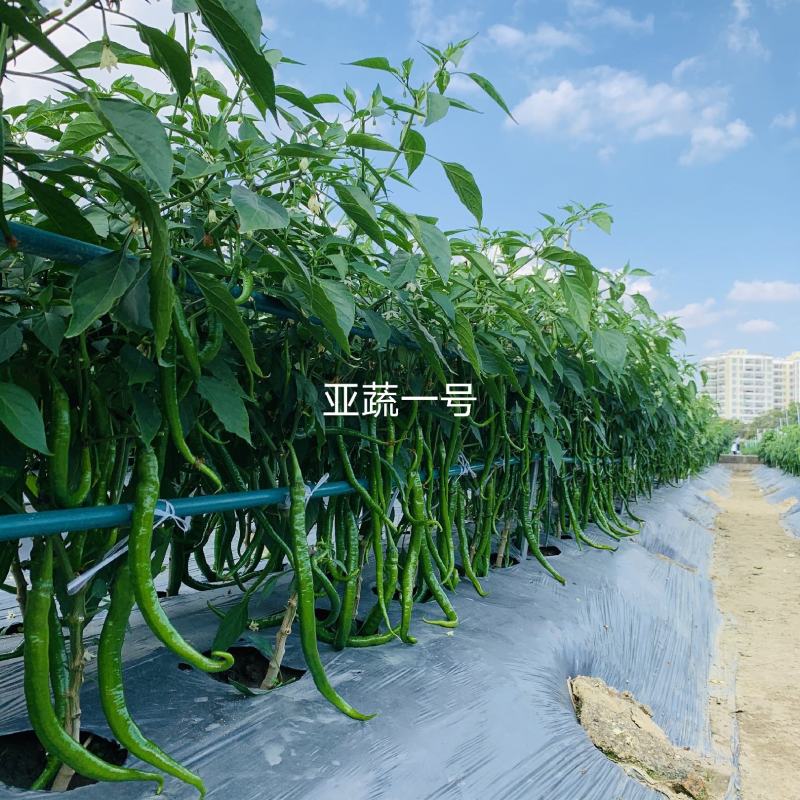 春夏秋种广州亚蔬一号长线椒种子特长耐高温高湿早熟辣味香浓