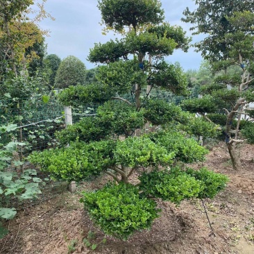 精品瓜子黄杨老桩造型树价格黄杨老桩造型优美一物一拍