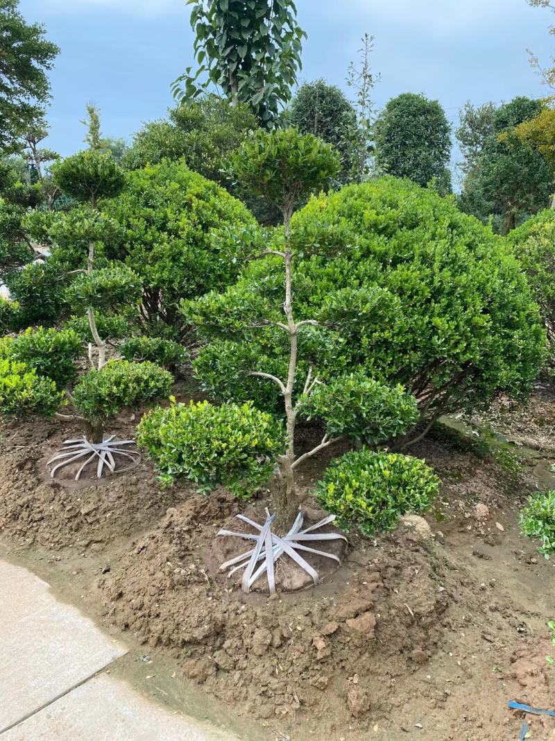 精品瓜子黄杨老桩造型树价格黄杨老桩造型优美一物一拍