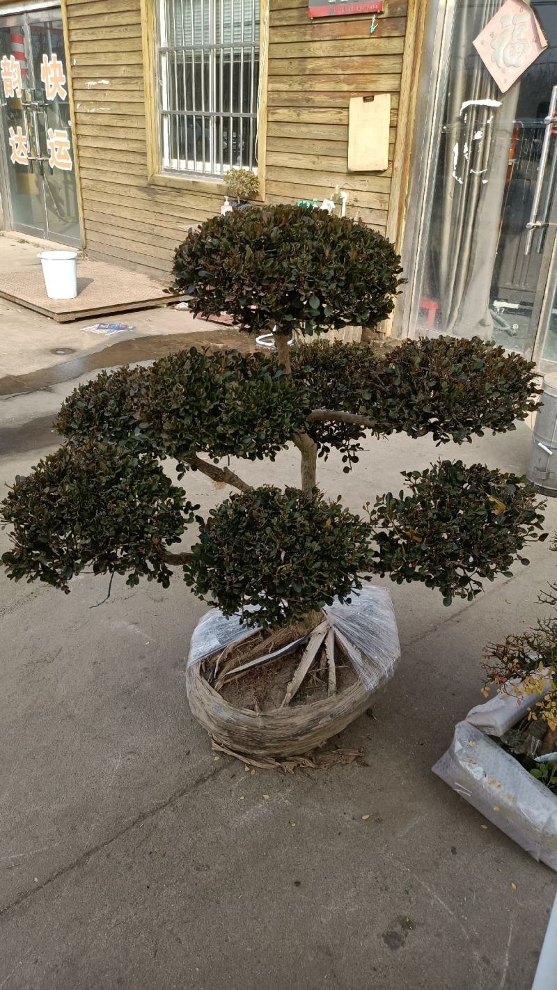 精品瓜子黄杨老桩造型树价格黄杨老桩造型优美一物一拍