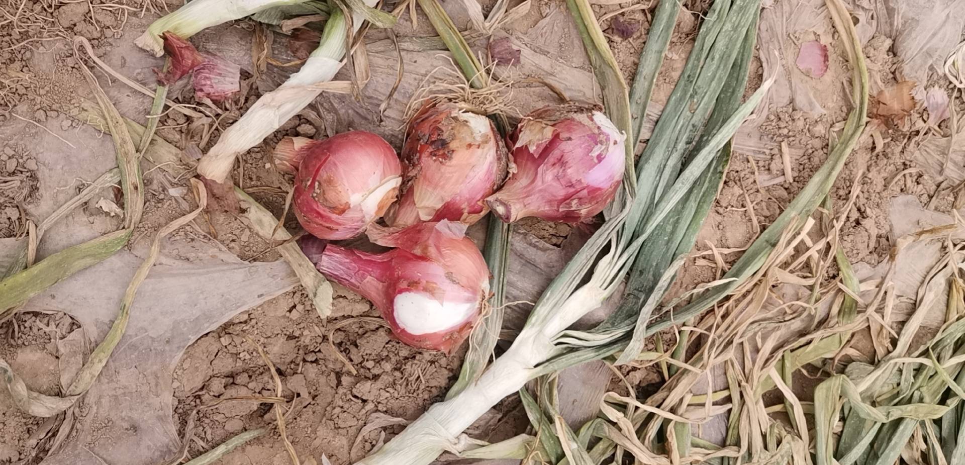 红皮洋葱品种对比图