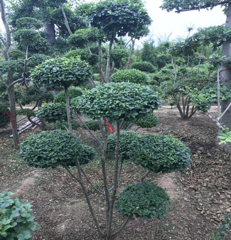 小叶女贞造型盆景价格庭院别墅黄杨小叶女贞盆景