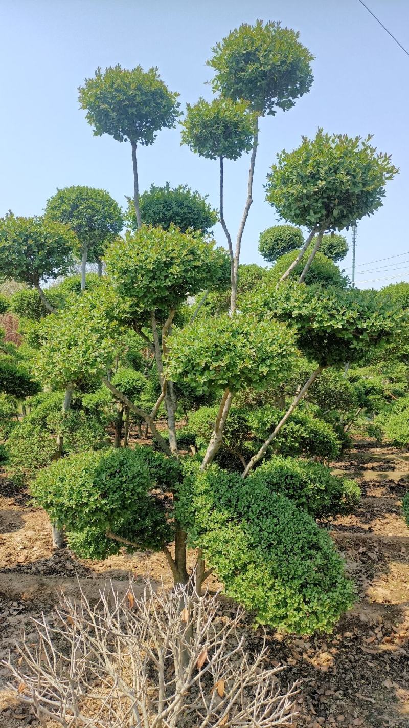 小叶女贞造型树老桩价格女贞云片棒棒糖造型各异一物一拍