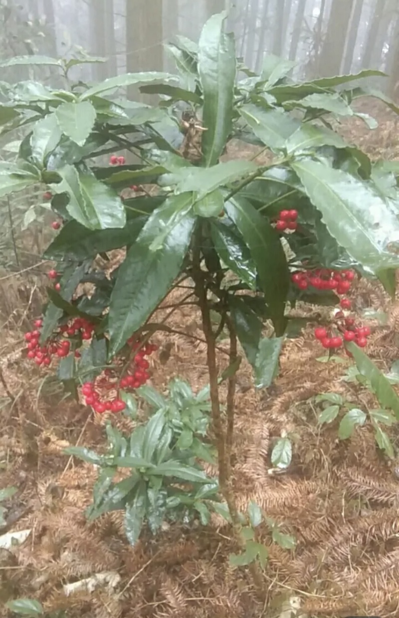 朱砂根新鲜无泥、野生药材、大量有货、保证质量