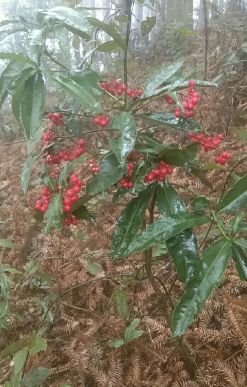 朱砂根新鲜无泥、野生药材、大量有货、保证质量