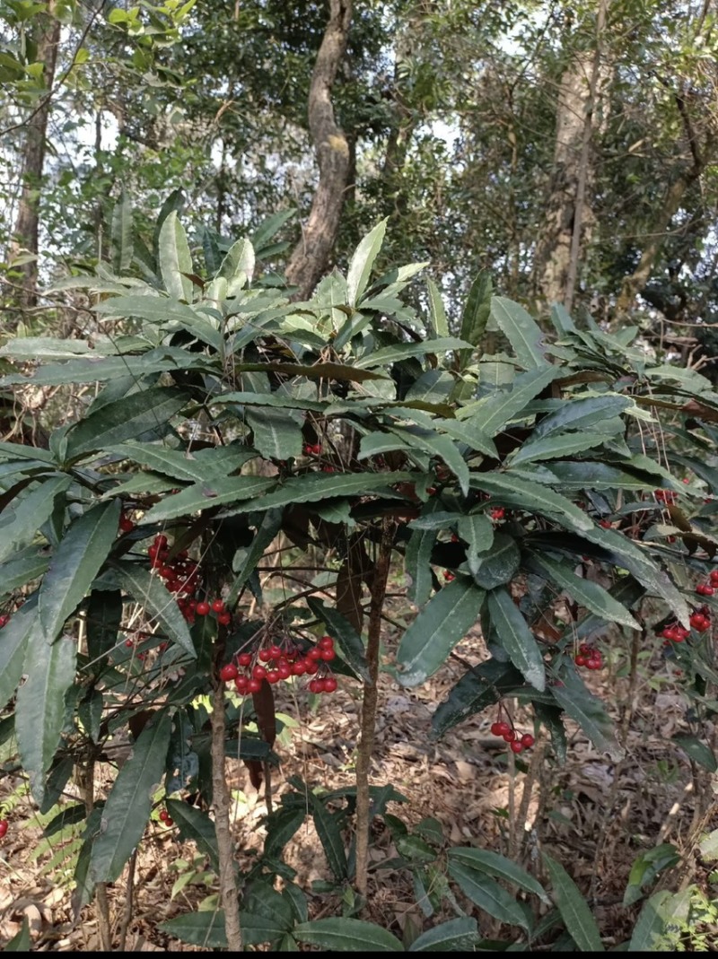 朱砂根新鲜无泥、野生药材、大量有货、保证质量