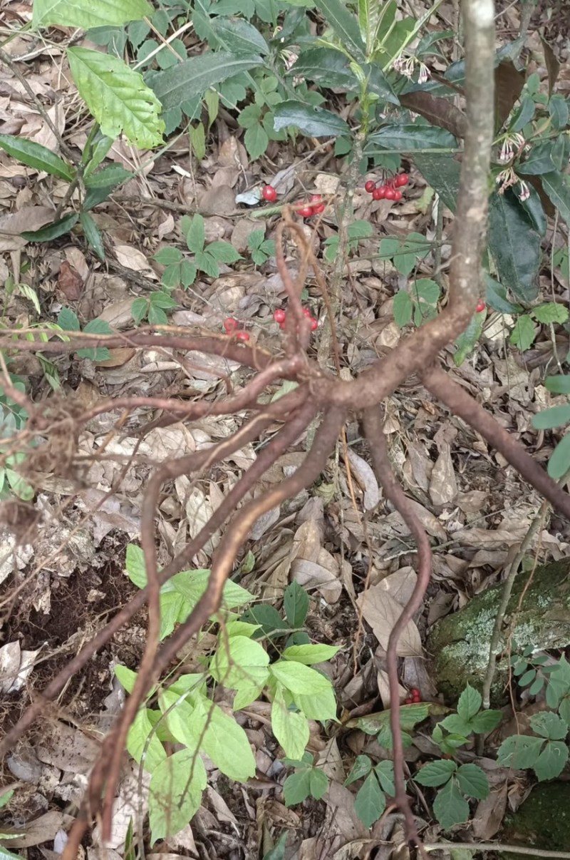朱砂根新鲜无泥、野生药材、大量有货、保证质量
