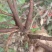 朱砂根新鲜无泥、野生药材、大量有货、保证质量