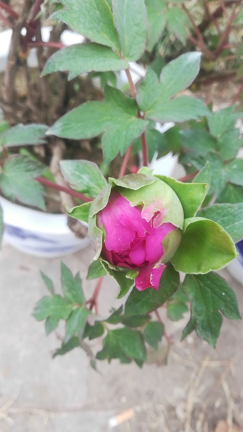 牡丹花