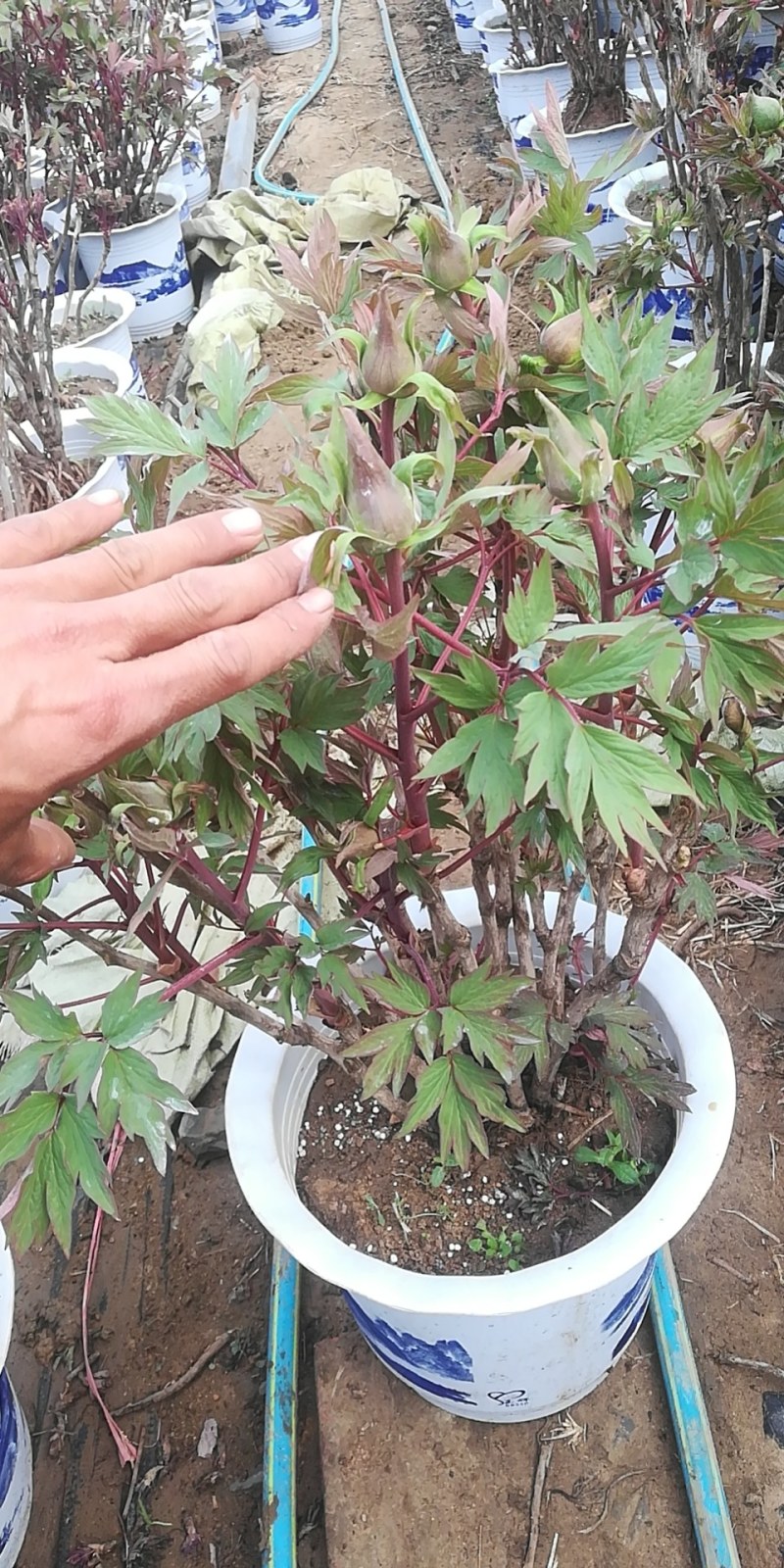 牡丹花