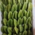 杨桃