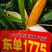 东单1775玉米种子抗病抗倒高产好品种轴细粒深