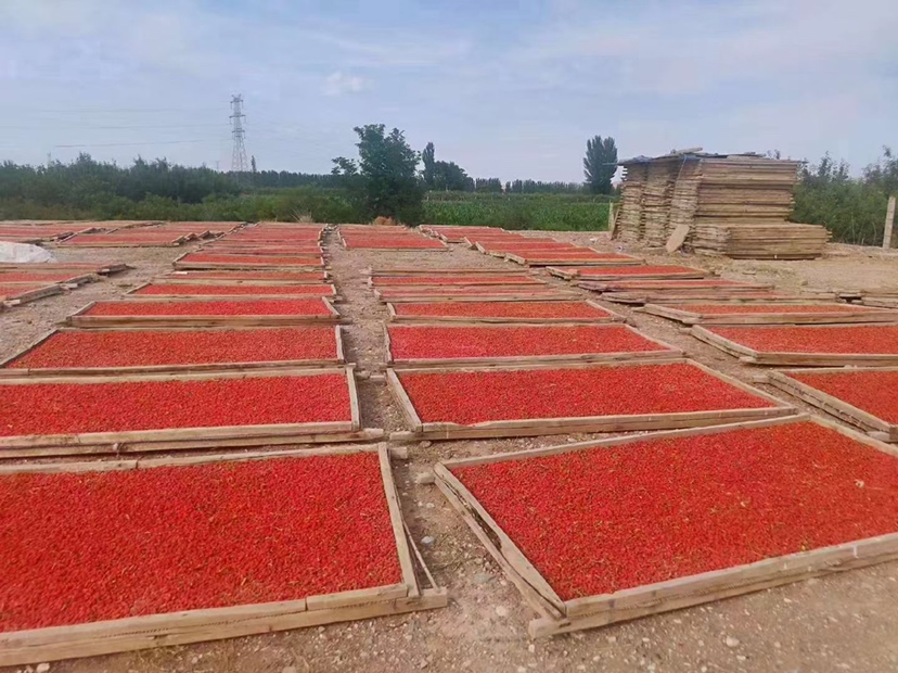 一簇新鲜采摘的宁夏中宁枸杞,颗粒饱满、色泽鲜红,表面有自然光泽,背景为干燥晾晒的木质托盘,周围散落少量枝叶,展现原生态农产品特征 枸杞特写