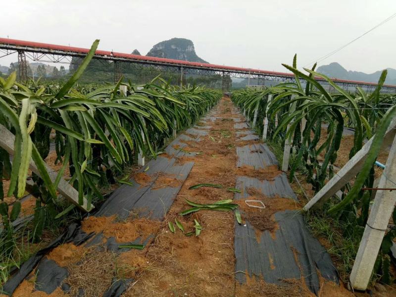 防草布地钉园艺地布钉塑料地膜钉农用固定钉