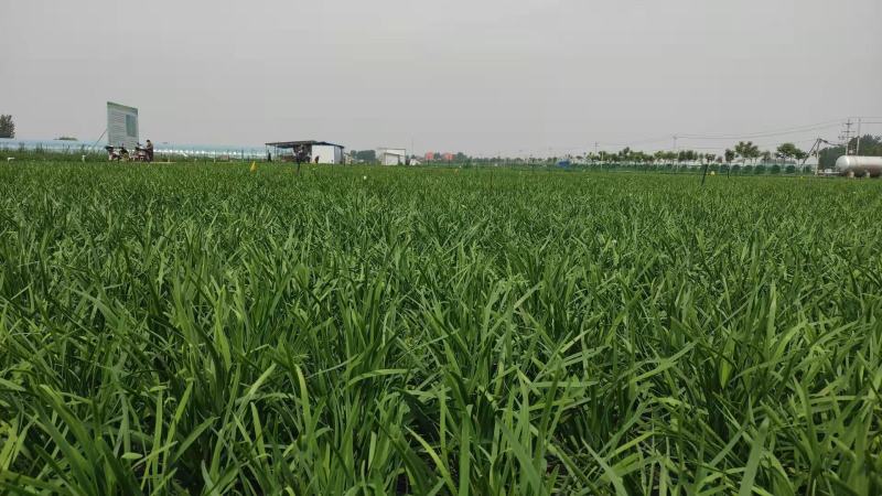 正品航研998韭菜种子耐冬耐冻不休眠韭菜籽种子一年四季