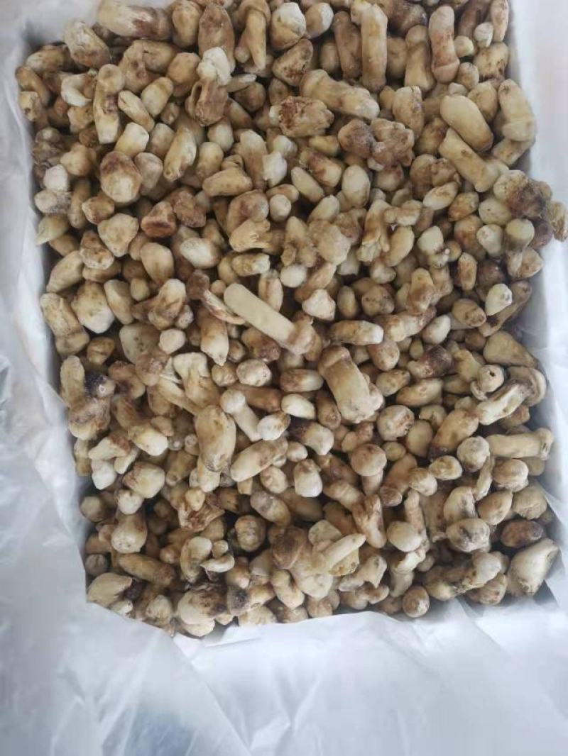 云南特产山珍菌菇冰冻松茸菌老家产地货源大量供应批发